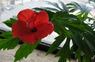 hibiscus Orange