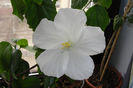 hibiscus Carte Blanche