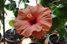 hibiscus Tahitian Burning Sands