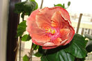 hibiscus Grand Slam
