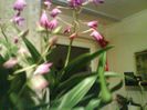 dendrobium