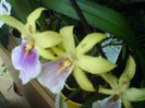 miltonia