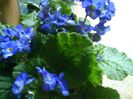 primula