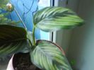 calathea