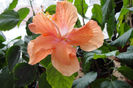 hibiscus double orange