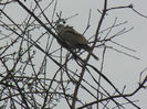 Collared Dove (2013, March 29)