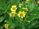 ARNICA