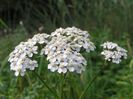 coada soricelului