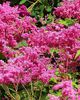 CRETUSCA (aglica roz)