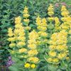 gentiana_mare (ghintura)