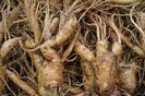 ginseng