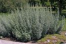 PELIN (Artemisia absinthium)