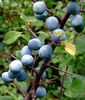 PORUMBAR (Prunus spinosa)