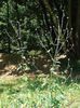 sporis