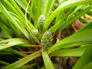 Muscari armeniacum (2013, March 30)