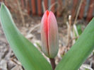 Tulipa Showwinner (2013, March 30)