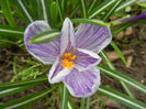 Crocus King of the Striped (2013, Mar.30)