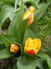 Tulipa Stresa (2013, March 30)