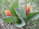 Tulipa Stresa (2013, March 30)