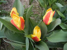 Tulipa Stresa (2013, March 30)