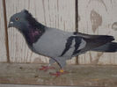 mavijan021