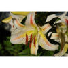 lilium gardenparty