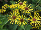 Rudbeckia subtomentosa