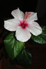 hibiscus Apple Blossom