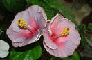hibiscus Winter Lights