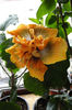hibiscus Time for Magic