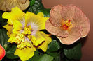 hibiscus Topaz Glory hibiscus Time for Magic