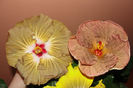 hibiscus Suntan hibiscus Topaz Glory
