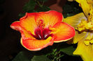 hibiscus Mis Behavin