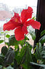 hibiscus rosu dublu
