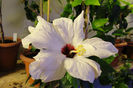 hibiscus alb involt