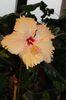 hibiscus Sprinkle Rain