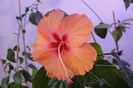 hibiscus Antilles Soumon