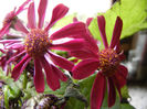 Pericallis x hybrida Burgundy (`13, Feb.25)