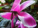 Cyclamen (2013, March 10)