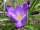 Crocus Negro Boy (2013, March 31)