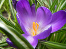 Crocus Negro Boy (2013, March 31)