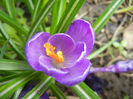 Crocus Negro Boy (2013, March 31)