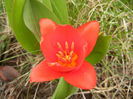 Tulipa Showwinner (2013, March 31)