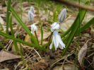 Puschkinia scilloides (2013, March 31)