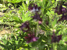 DSC00006
