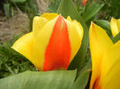 Tulipa Stresa (2013, March 31)