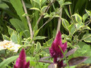 DSC00115