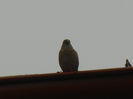 House Sparrow_Vrabiuta (2013, Mar.31)