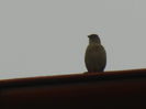 House Sparrow_Vrabiuta (2013, Mar.31)