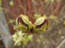 Syringa vulgaris_Lilac (2013, March 31)